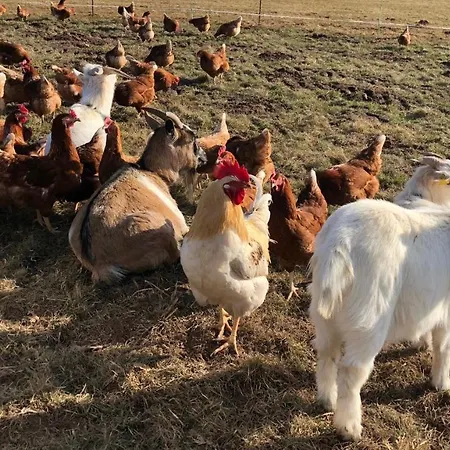 Lindengut Bio & Bio Отель