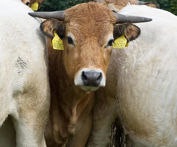 Lindengut Bio & Bio Szálloda