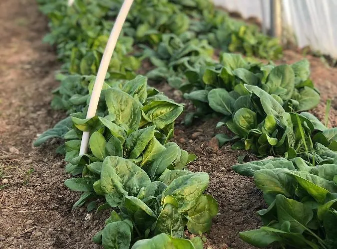 Lindengut Biohotel Hotel *