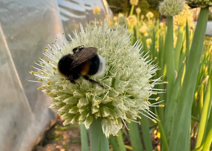 Lindengut Bio & Bio Szálloda Dipperz